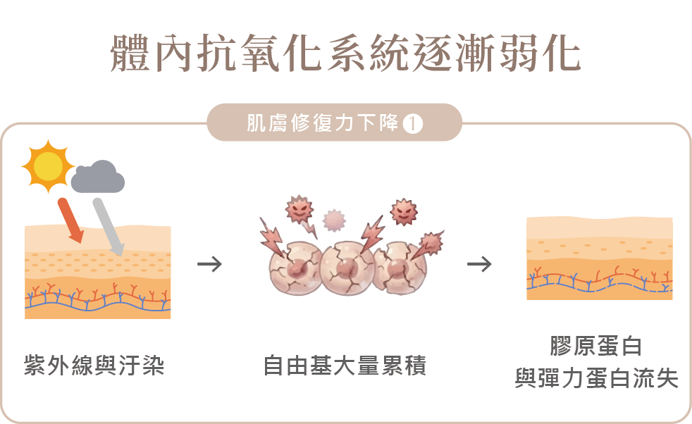 35 歲後皮膚修復變慢?不是保養品不夠,而是身體狀態改變了-06.png